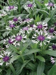 Pin On Garden