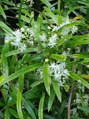 Image result for Scepocarpus trinervis