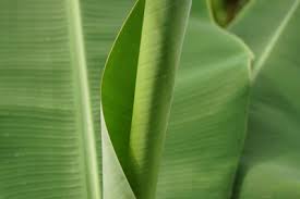 Und der bananenbaum im garten unterhalb des balkons ist eine attraktion an sich. Bananenbaum Uberwintern 7 Tipps Fur Die Bananenpflanze Gartenlexikon De