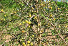 Image result for Catunaregam obovata