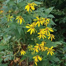 Image result for Lebeckia linearifolia