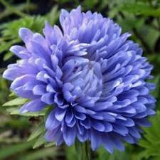 Find images of china aster. 9 China Aster Callistephus Chinensis Ideas Aster Plants Flower Seeds