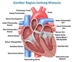 February 26, 2013 in biologi. Soal Jawaban Sistem Transportasi Peredaran Darah Manusia Muttaqin Id