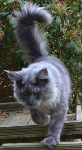 все породы кошек с фотографиями и названиями по алфавиту Justcoons Nifty S Back 20 07 2013 Kot