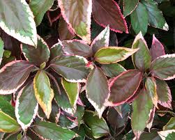Image result for Acalypha volkensii