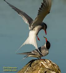 Image result for Kraussia kirkii