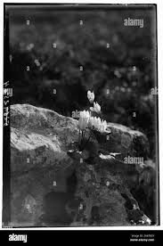 Image result for Sium repandum