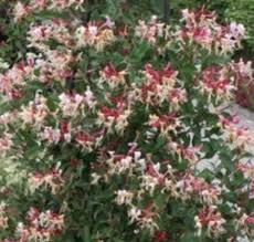 Image result for Lonicera