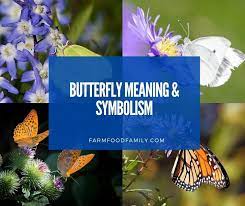 Butterfly Meaning And Symbolism In Love Life And Bible