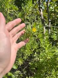 Image result for Surianaceae