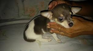 Dad chihuahua/mother jack russel x shitzu 2x female pups for sale looking for a forever loving home 2xlong coat all pups will be microchipped/wormed/1st vaccination and vet. Chihuahua Puppies For Sale In Akron Ohio Classified Americanlisted Com