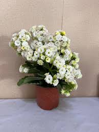 Эрдмийн ундраа буюу Гузмания...