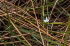 Image result for Nidorella pinnata