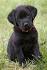 Chocolate Yellow Black Lab Puppies For Sale - Labrador ...
