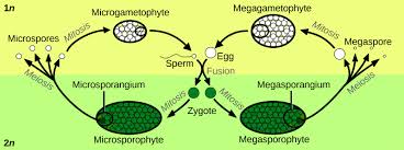 Maybe you would like to learn more about one of these? Stages Of A Plant S Life Cycle Biology For Majors Ii