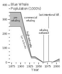 Blue Whale Wikipedia