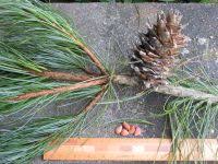 The tree is a conifer and the lineal taxonomy is pinopsida > pinales > pinaceae > pinus strobus l. Korean White Pine Pinus Koraiensis University Of Copenhagen