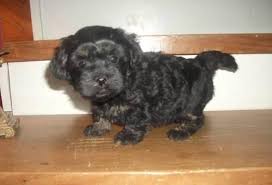 Maltipoo puppies for sale in texas puppyfind. Maltipoo For Sale Texas