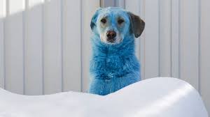 It will stain your fingers for a few hours. Russia S Stray Dogs With Bright Coloured Fur Pictures Bbc News