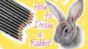 🖍 real time drawing tutoria. How To Draw A Rabbit With Colored Pencils Youtube