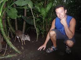 The mouse deer, or chevrotain, is an incredibly fascinating species and one which science doesn't yet fully historically the terms mouse deer and chevrotain were used interchangeably when discussing. Mouse Deer Photo