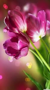 Flower Mobile Wallpapers Wallpaper Cave | see more beautiful nature wallpaper, awesome nature wallpapers, pretty nature looking for the best nature wallpaper? flower mobile wallpapers wallpaper cave