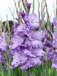 Image result for Gladiolus melleri