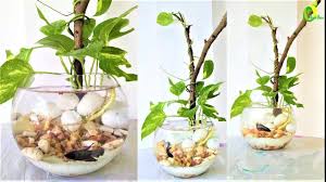 Beta Fish Tank Ideas Money Plant Growing In Beta Fish Bowl Money Plant Beta Fish Tank Beta Fish Bowl Betta Fish Tank
