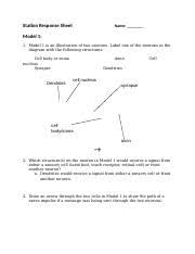 Pogil activities for ap* chemistry flinn scientific and the pogil project have. Apb Neuron Function Pogil Pdf Neuron Function How Does A Signal Travel Across And Between Neurons Why Just As The Coaxial Cables That Run Down Your Course Hero