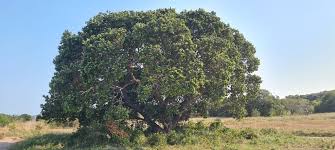 Image result for Trianthema mozambiquense