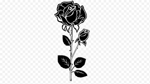 Lada putih memiliki rasa yang lebih pedas daripada lada hitam. Gambar Mawar Hitam Seni Garis Bunga Hitam Putih Mawar Taman Tanaman Keluarga Mawar Floribunda Png Klipartz