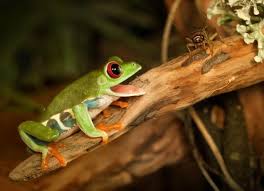 They aren't very big either; What Do Frogs Eat What To Feed To Frogs Petmd