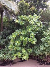 Image result for Guettarda