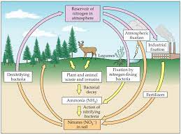 Nitrogen Cycle Diagram To Label Best Of Media Portfolio Nitrogen Cycle Nitrogen Simple Water Cycle
