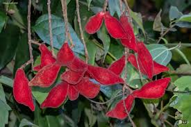 Image result for Cnestis