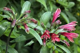 Image result for Alstroemeria pulchella