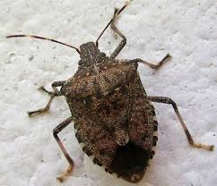 Index Whatsthisbug Stink Bugs Brown Marmorated Stink Bug Bugs