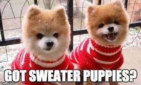 Reddit gives you the best of the internet in one place. Sweater Puppies River Daves Place