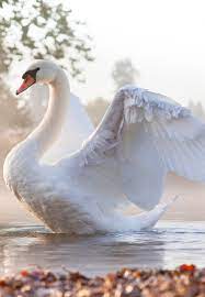 Перевод слова swan, американское и британское произношение, транскрипция, словосочетания, примеры использования. Pin By Shari Pike On Swan Animals Beautiful Pet Birds Beautiful Birds