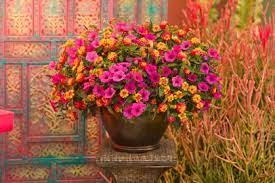 Maybe you would like to learn more about one of these? The Best Flowers For Pots In Full Sun Hgtv