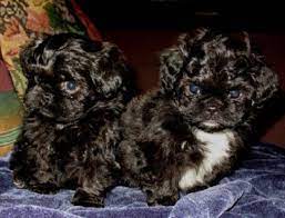 Teacup Peekapoo Puppies Zoe Fans Blog Baby Animals Cute Baby Animals Puppies