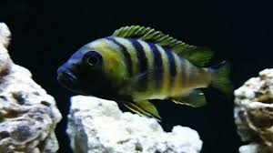 Image result for Microchloa afra