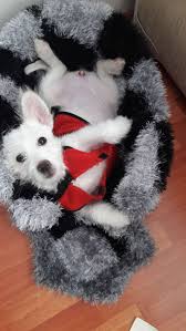 Satilik Terrier 955