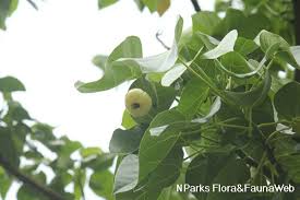 Image result for Hernandiaceae