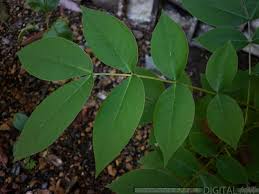 Reducción brusca que ocurre en un determinado nivel en la planta de una edificación, consistente en una torre que se levanta sobre una plataforma de un área considerablemente mayor. Brusca Coffee Cassia Occidentalis L Hive