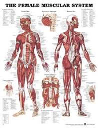 Muscles german names chart muscular male body. Anatomical Chart Company Female Muscular Chart Shop Online