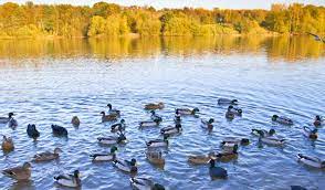 50 km van brereton heath local nature reserve. Brereton Heath Local Nature Reserve Visit Cheshire