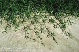 Managing weedy grasses
