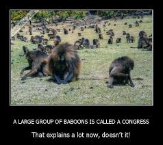 Pin By Carol Duncan On Humor That I Love Humor Baboon Out Loud