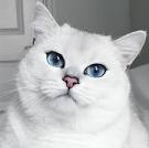 Meet Coby The Cat: A Gorgeous Kitty With Eyes That Sparkle ...